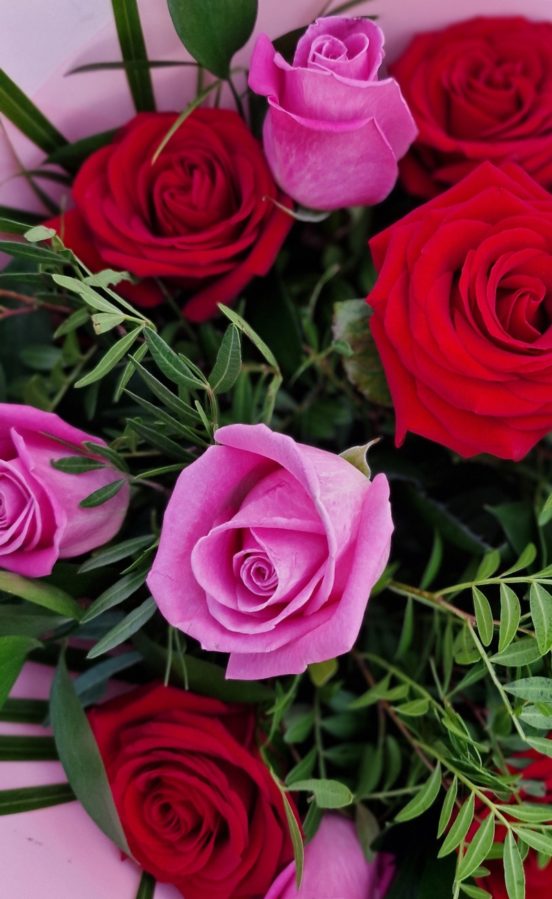 Red and pink roses
